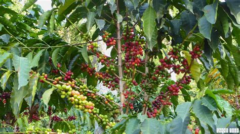 How to stay at a Coffee Farm In Colombia