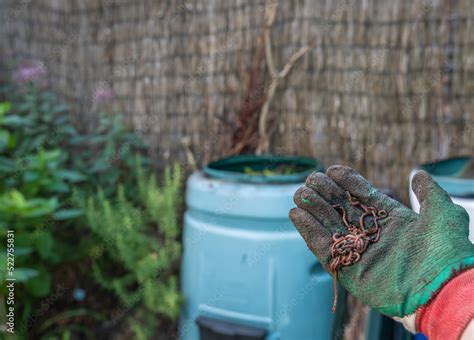 Red compost worms displayed in front of plastic compost bin in the city garden, a gardener ...