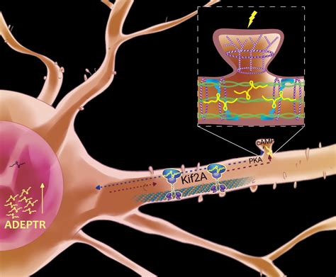 Neural plasticity depends on this long noncoding RNA's journey from nucleus to synapse