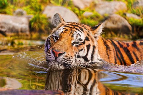 Brown tiger swimming on body of water during daytime HD wallpaper | Wallpaper Flare