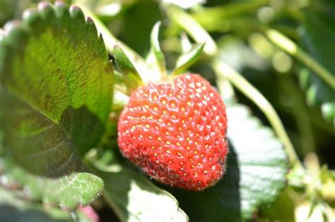 A Day on A California Strawberry Farm - Jolly Tomato