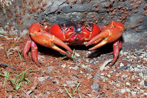 Juvenile Christmas Island Red Crabs Returning To Land Photograph by ...