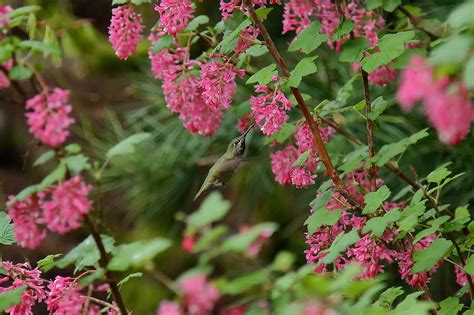 Hummingbird Feeding Photograph by Daniel Dodge - Fine Art America