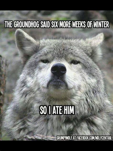 Wolf ate groundhog | Funny cute, Funny animal pictures, Groundhog