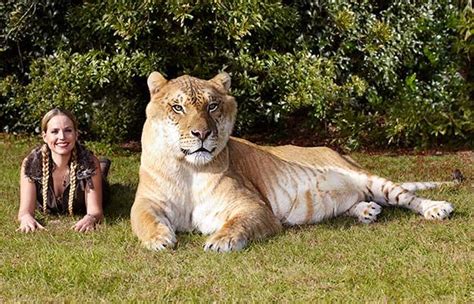 The largest living cat is Hercules, an adult male liger | Silly Crazy Wunnerful Cat Stuff ...