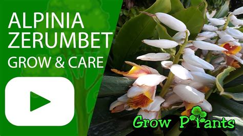 Alpinia zerumbet - growing and care (Shell ginger) - YouTube