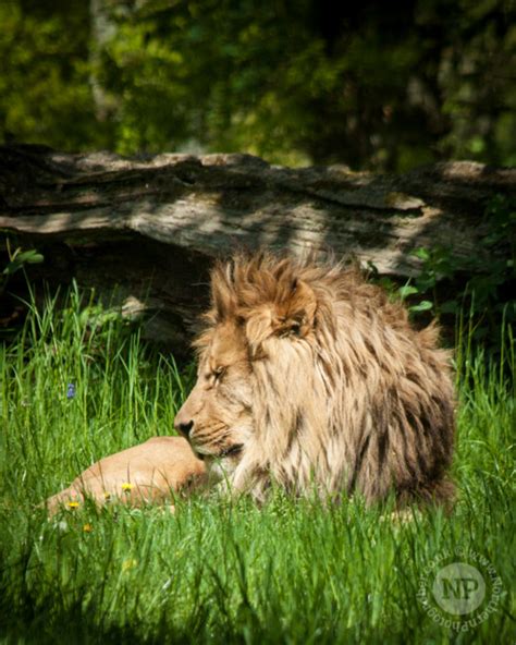 Longleat Safari Park | Animal Photography