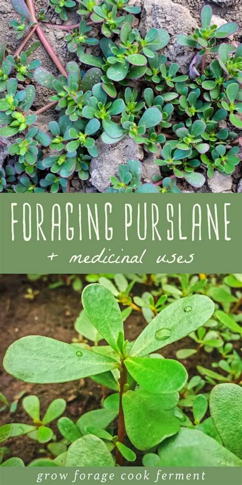 Foraging Purslane: Identification, Look-alikes, and Uses | Medicinal wild plants, Edible wild ...