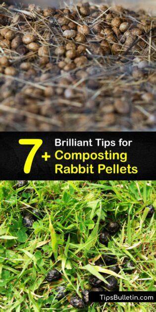 Composting Rabbit Poop - DIY Rabbit Fertilizer