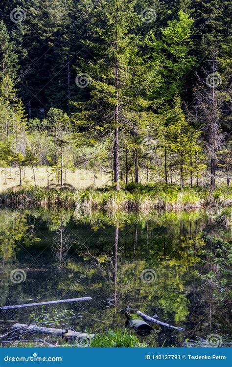 Lake in the forest stock image. Image of pond, beautiful - 142127791