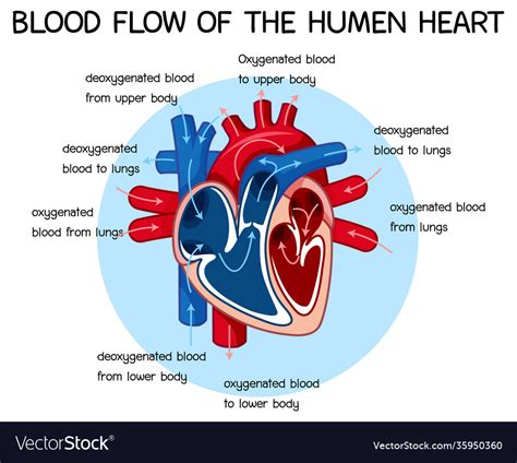 Diagram blood flow human heart Royalty Free Vector Image