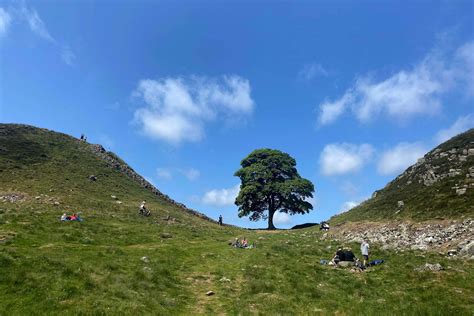 Famous 'Sycamore Gap tree' in northern England found cut down overnight; 16-year-old arrested ...