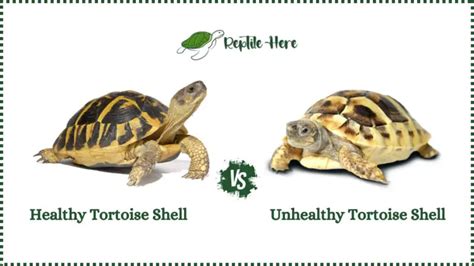 Healthy Tortoise Shell vs Unhealthy Shell: How to Identify?