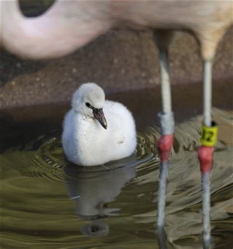 Thaipanda+: A baby Chilean flamingo walks near its father