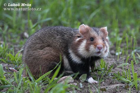 Cricetus cricetus Pictures, Common Hamster Images, Nature Wildlife Photos | NaturePhoto