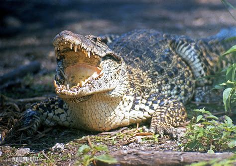 Cuban Crocodile Photos, Cuban Crocodile Images, Nature Wildlife ...