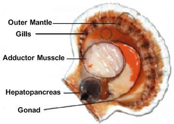 Scallop Anatomy - Anatomy Book