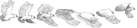 Cockatoo flight sequence by RenegadeStudios.deviantart.com on @DeviantArt Animation Reference ...