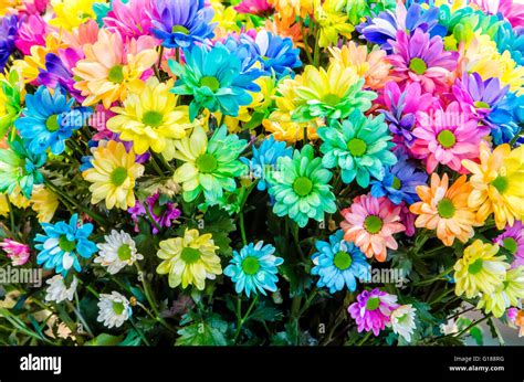 Multi-colored flowers. Beautiful bouquet of colored flowers in Keukenhof Stock Photo - Alamy