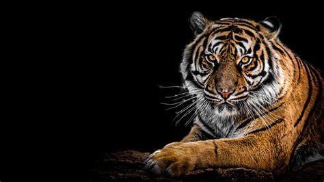 Bengal Tiger Wallpaper 4K, AMOLED, Big cat, Predator