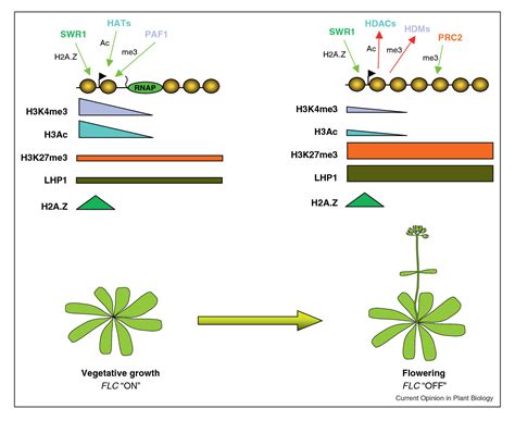 Figure 1 from Histone variants and modifications in plant gene ...