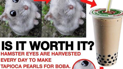 Petition · End Harvesting Hamster Eyes - United States · Change.org