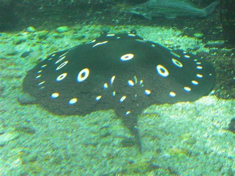 Freshwater stingray | Flickr - Photo Sharing!