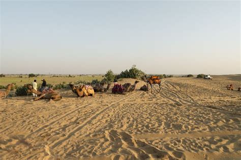 Dromedary, Dromedary Camel,Arabian Camel, or One-humped Camels are Used for Camel Riding ...