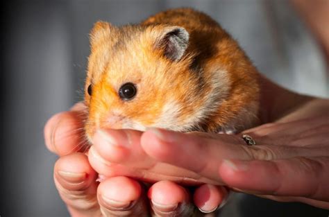 Why Is Hamster Lifespan So Short & How To Make Him Live Longer - ILFC