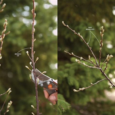 Bush Pruning Tips for Healthier Bushes | Diy landscaping, Prune, How to ...