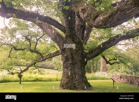 Toned image of 500 year old moss covered Bedford Oak in Bedford, New York Stock Photo - Alamy