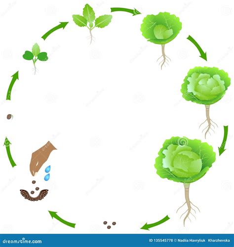 Life Cycle of a Cabbage Plant on a White Background. Stock Vector - Illustration of beautiful ...