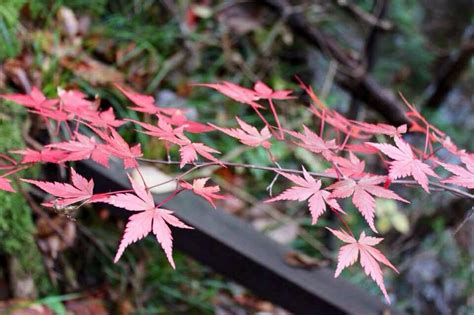 Japan autumn leaves | Japan autumn, Autumn leaves, Autumn