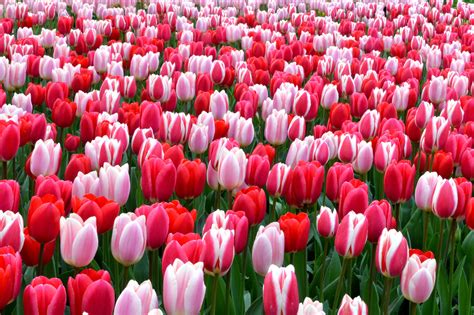 Câu chuyện về hoa tulip và ý nghĩa của hoa tulip theo màu sắc