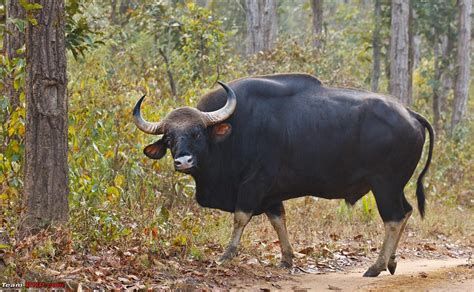 gaur (Bos gaurus), también llamado seladang | สัตว์, วัว