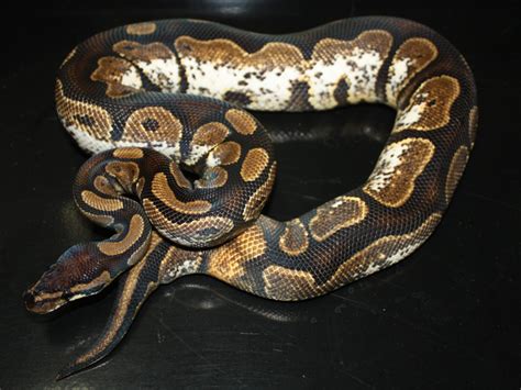 Morph List - World of Ball Pythons