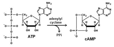 Adenylylcyclase | RegTech