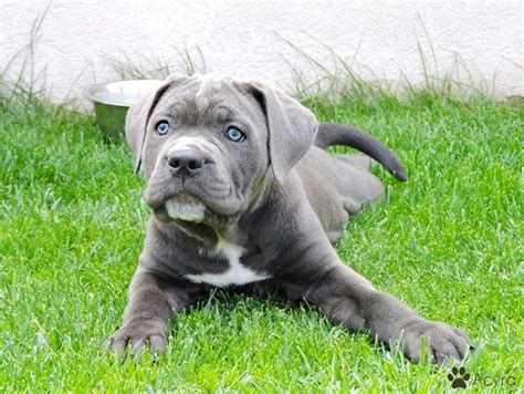 Cane Corso grey | Honden, Fotografie