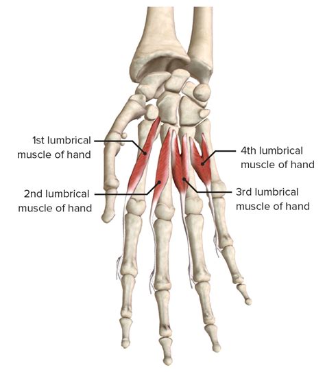 Hand: Anatomy | Concise Medical Knowledge