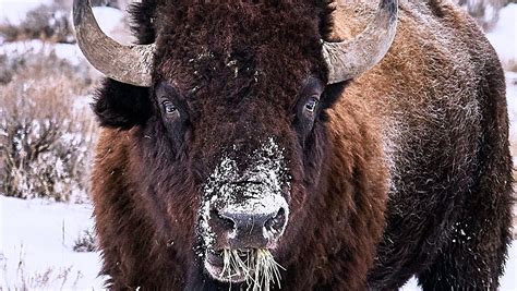 Montana wildlife reserve to offer bison hunts on the prairie