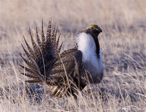 Sage Grouse | Montana FWP