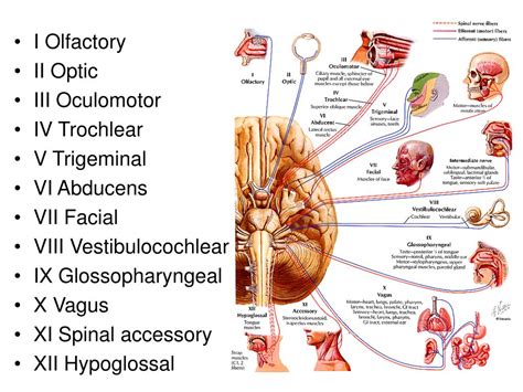 Motor Cranial Nerves