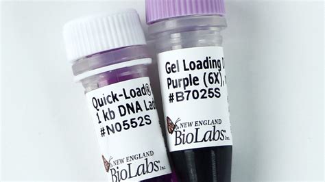 100 bp DNA Ladder | NEB