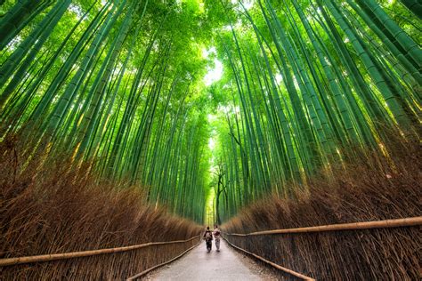 Sagano Bamboo Forest, Kyoto Japan - Sven Taubert on Fstoppers