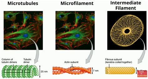 Cytoskeleton: The skeleton of the cell PLUS MORE | MooMooMath and Science