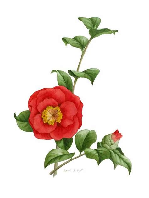 Camellia | Botanical artwork, Flower painting, Flower art