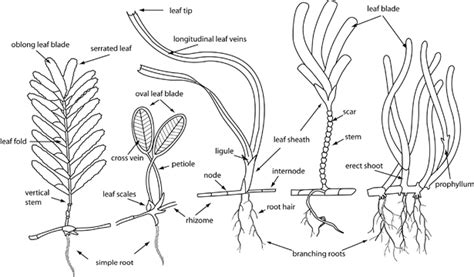 Anthophyta - Ocean organisms