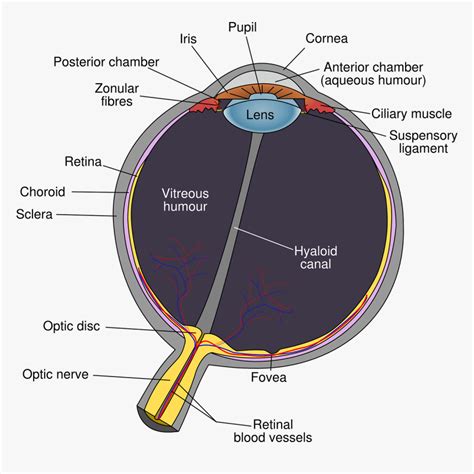 Beyond The Eye Chart Four Reasons Why You Need A Comprehensive ...