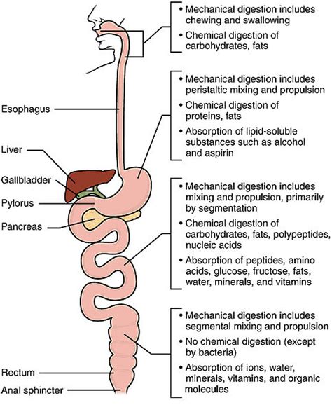 Difference Between Mechanical Digestion and Chemical Digestion | Compare the Difference Between ...