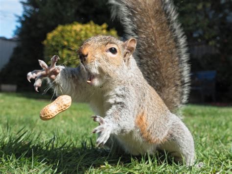 Squirrel going nuts for that nut | Animals | Know Your Meme